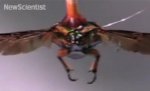 Cyborg beetles and solar power